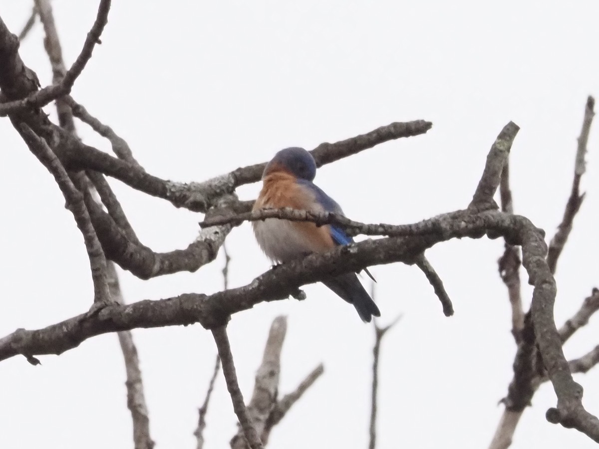 Eastern Bluebird - ML627373922