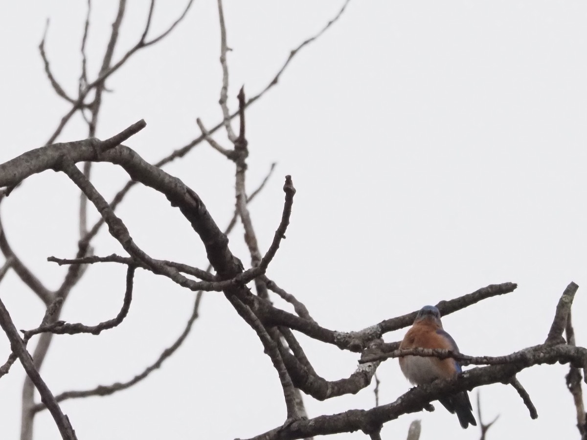 Eastern Bluebird - ML627373923