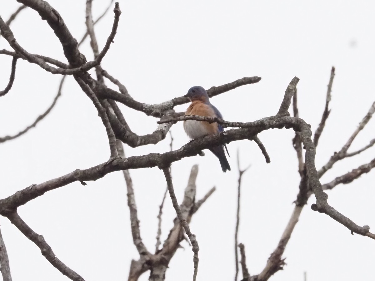 Eastern Bluebird - ML627373924