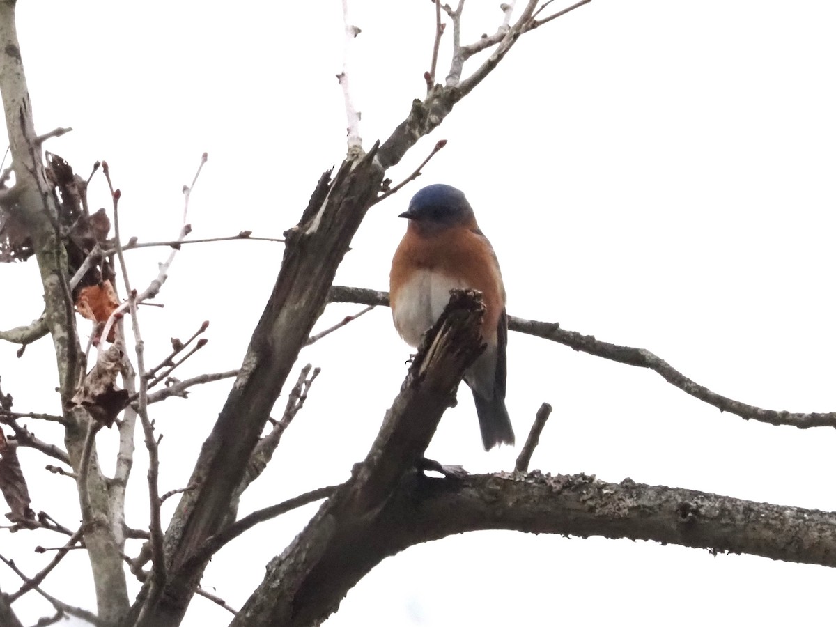 Eastern Bluebird - ML627373936