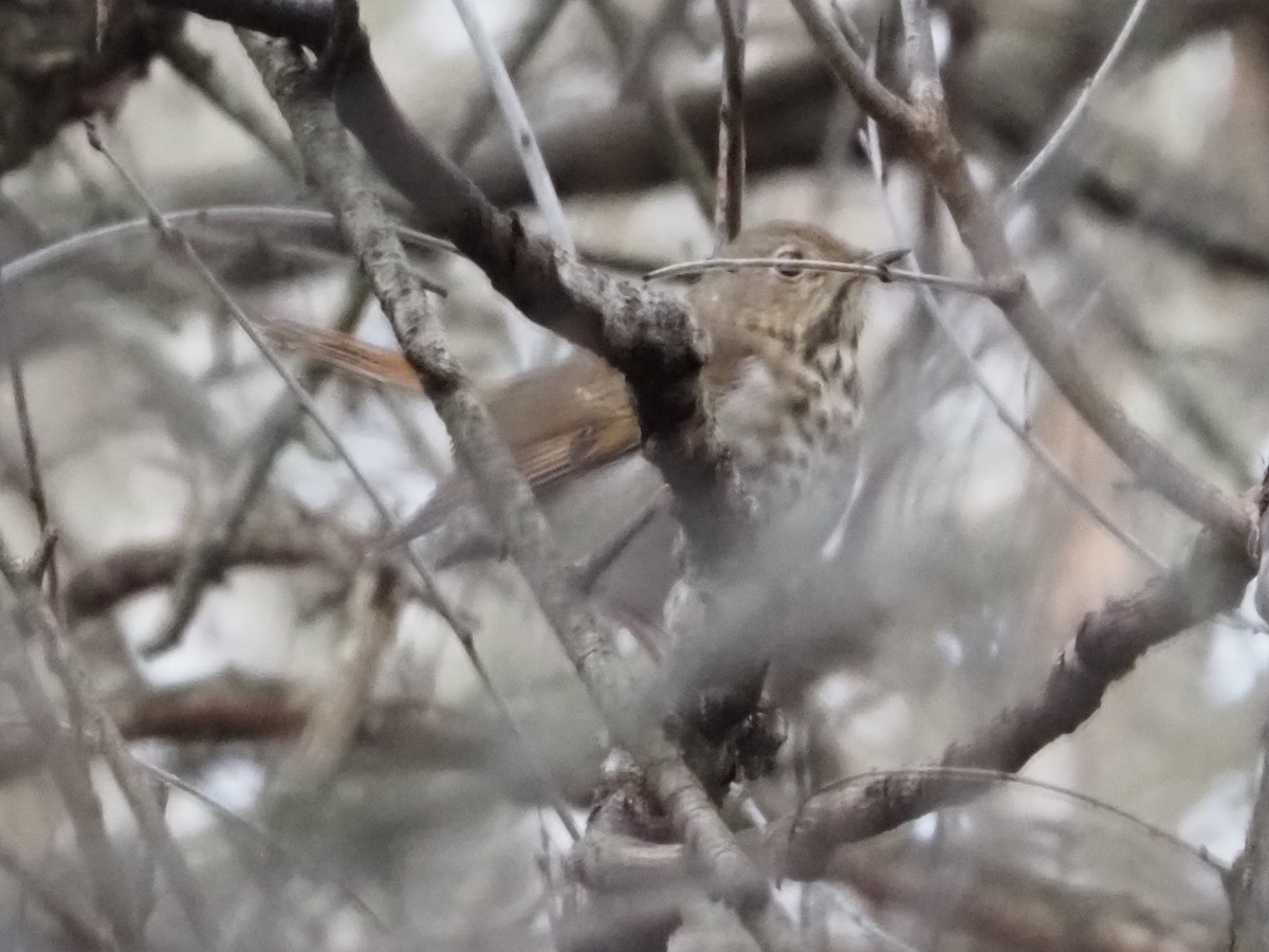 Hermit Thrush - ML627373947