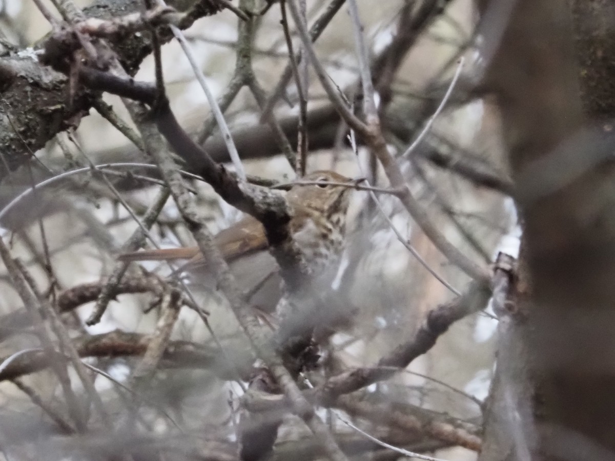 Hermit Thrush - ML627373948