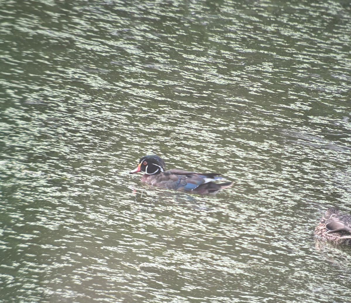 Wood Duck - ML627373950