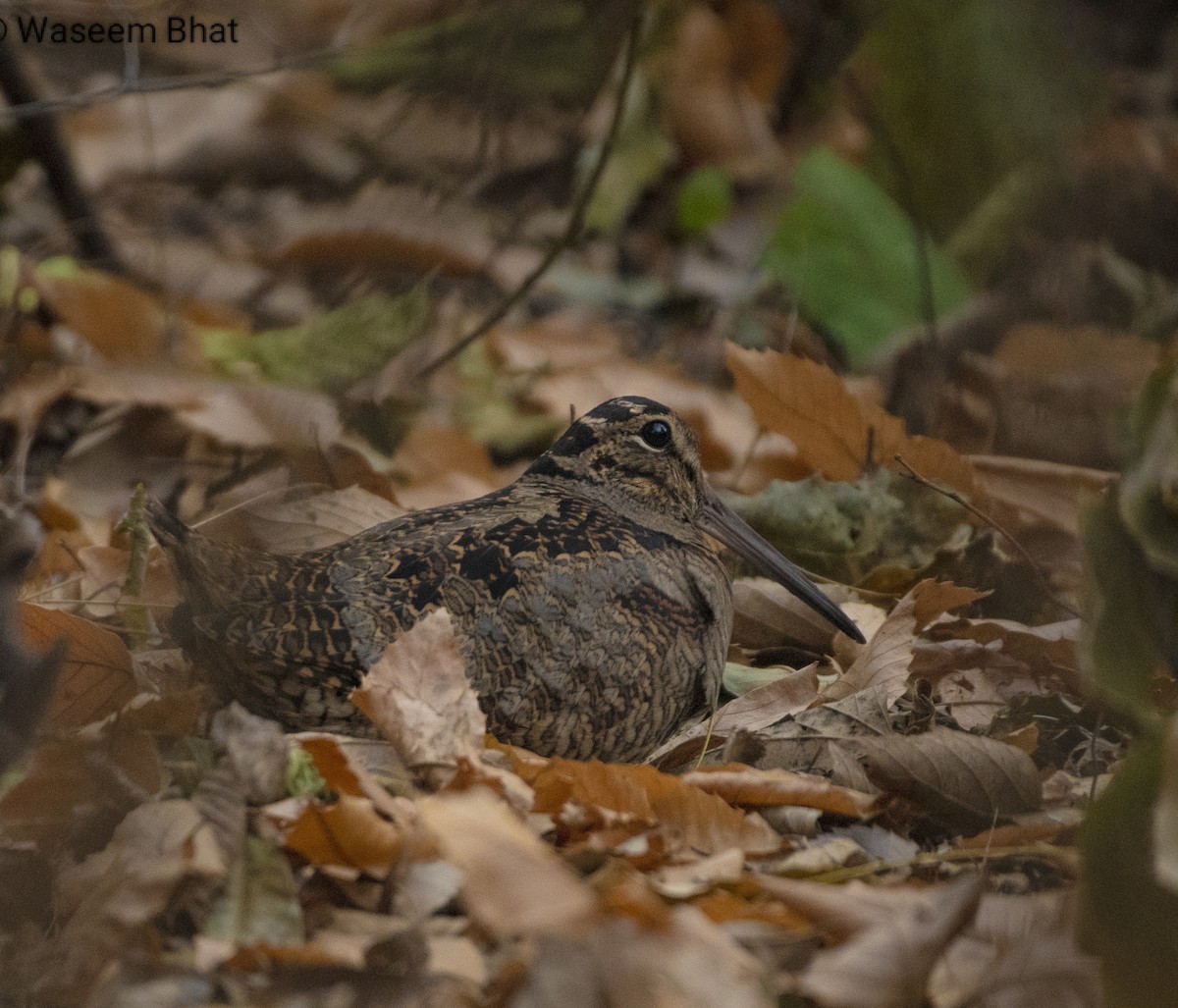 Eurasian Woodcock - ML627373963