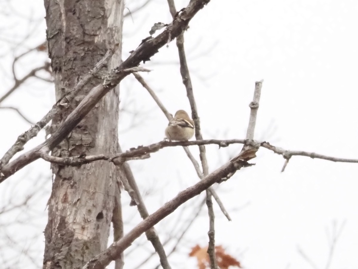 American Goldfinch - ML627373967
