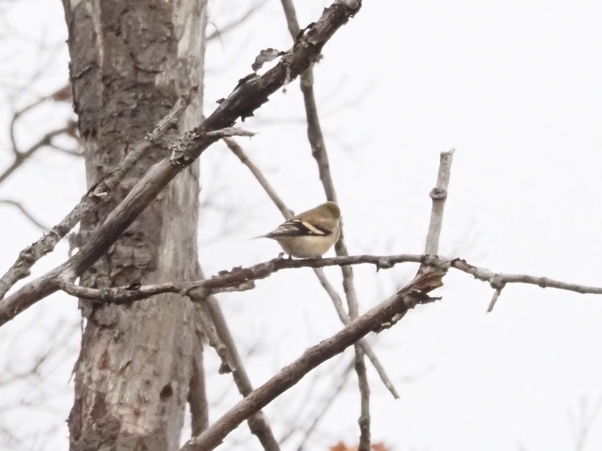 American Goldfinch - ML627373968