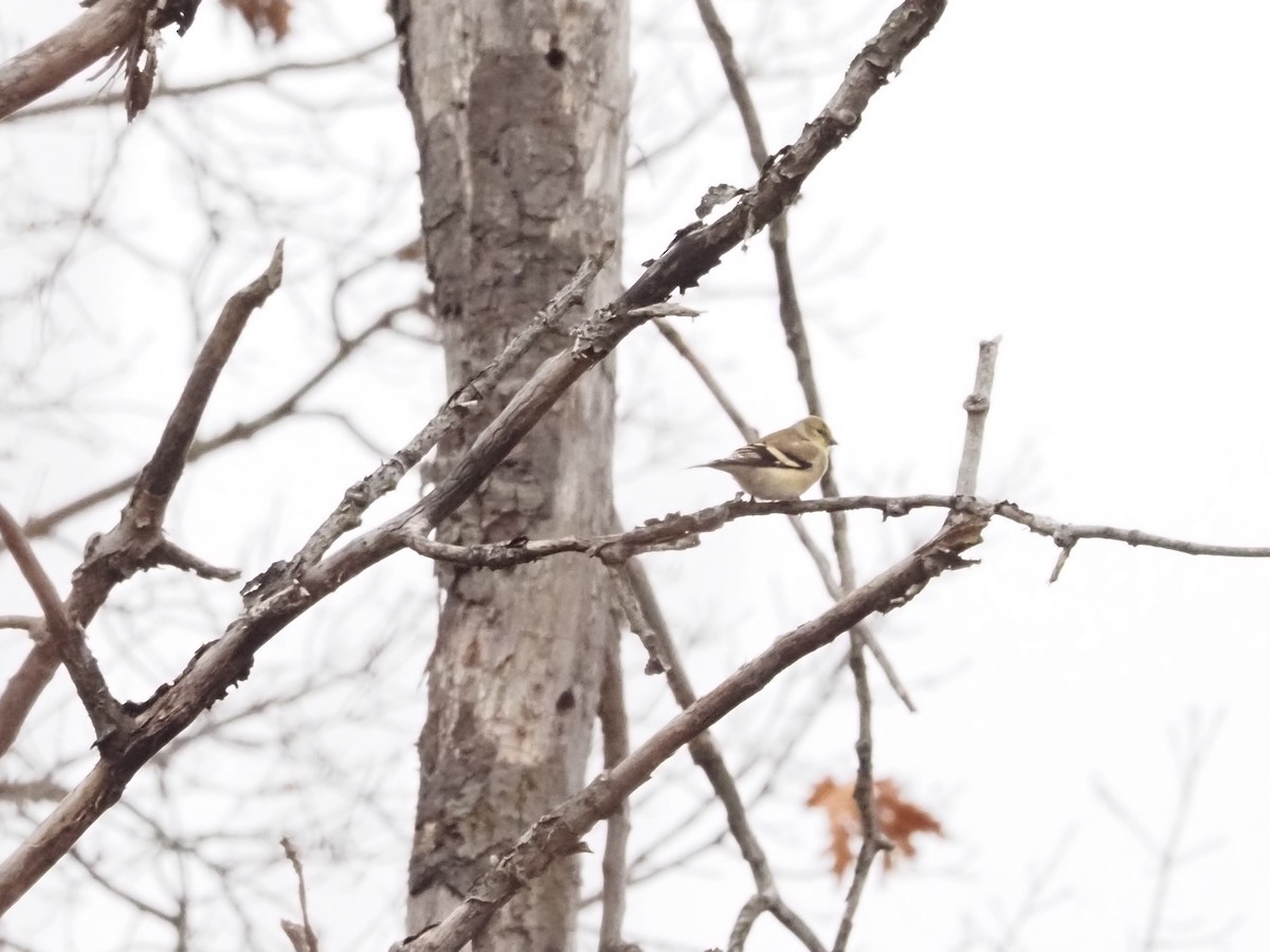 American Goldfinch - ML627373969