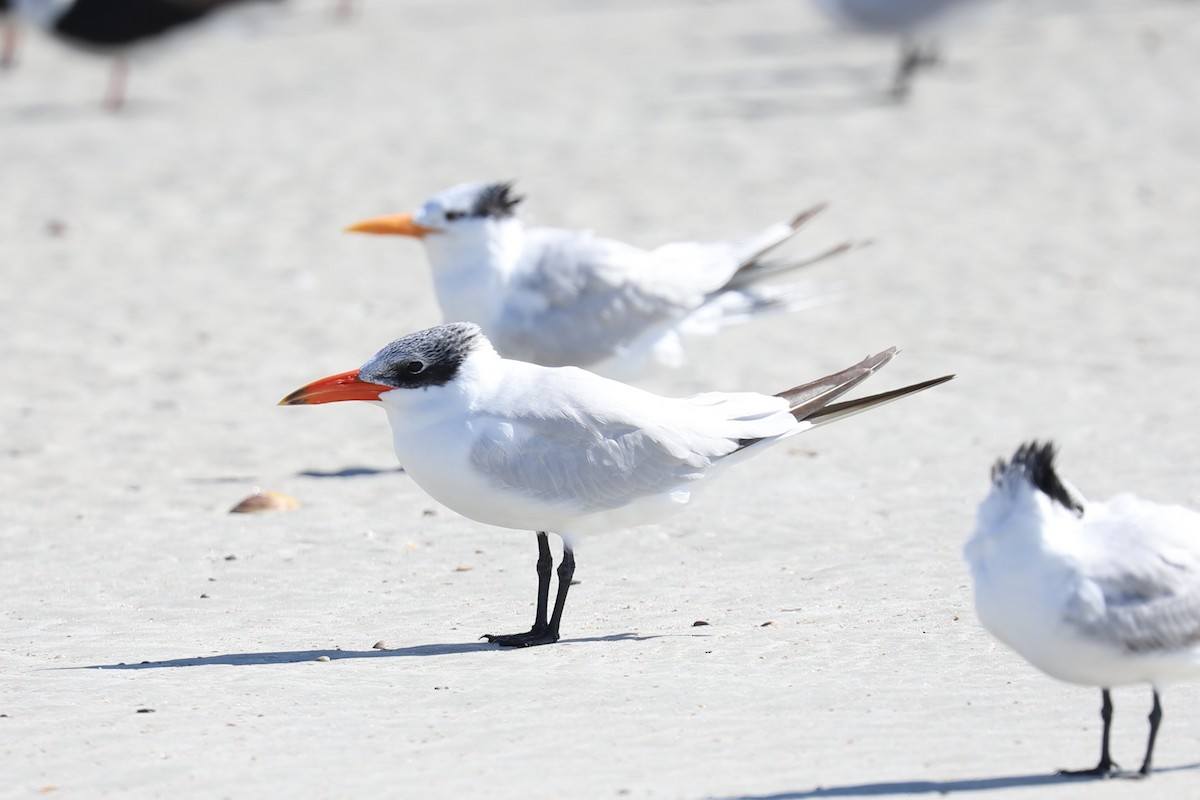 Caspian Tern - ML627373996