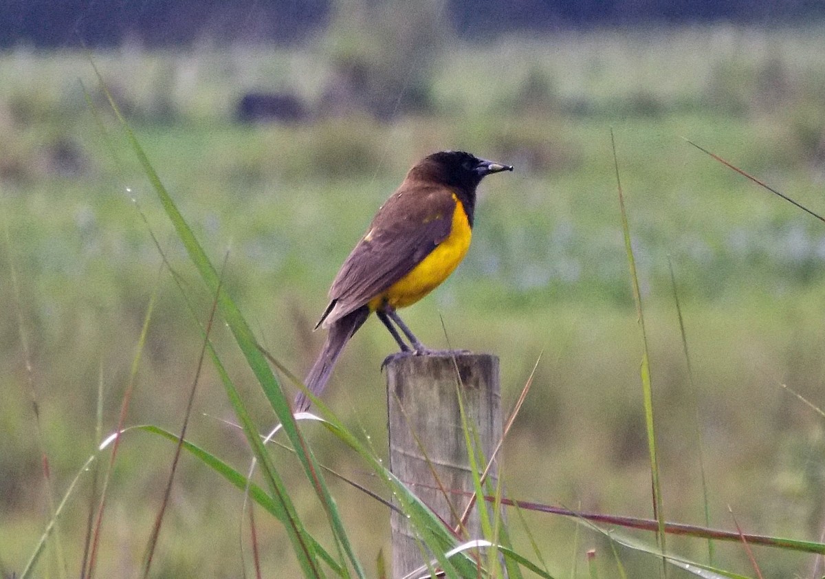 Yellow-rumped Marshbird - ML627374005