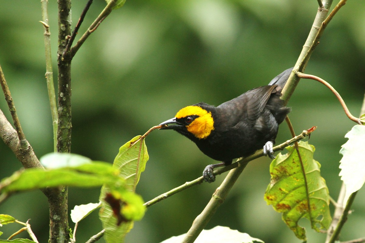 Black-billed Weaver - ML627374020