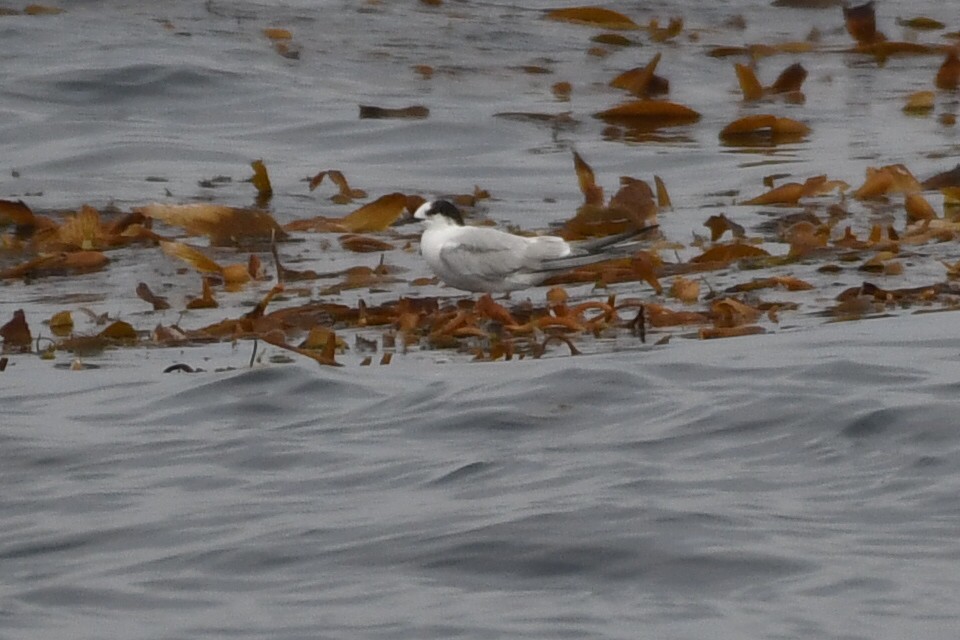 Common Tern - ML627374052