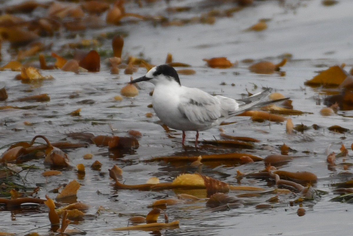 Common Tern - ML627374053