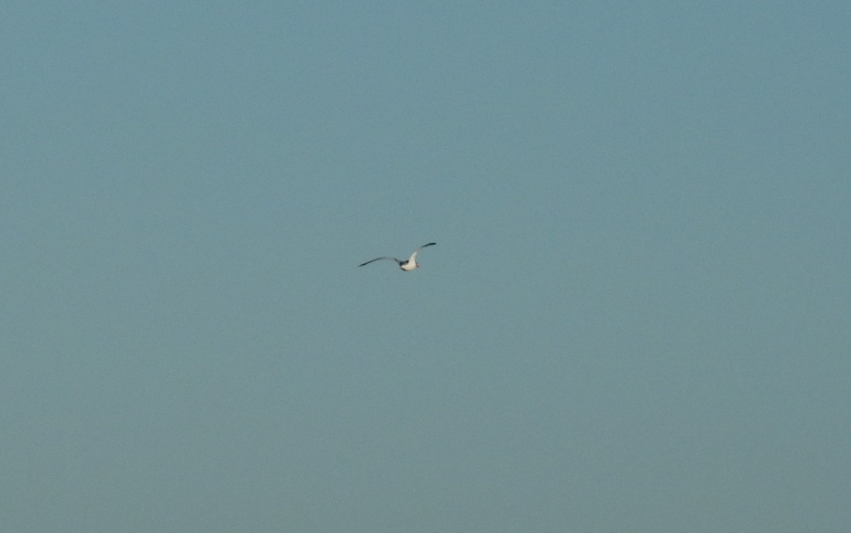 Red-billed Tropicbird - ML627374325