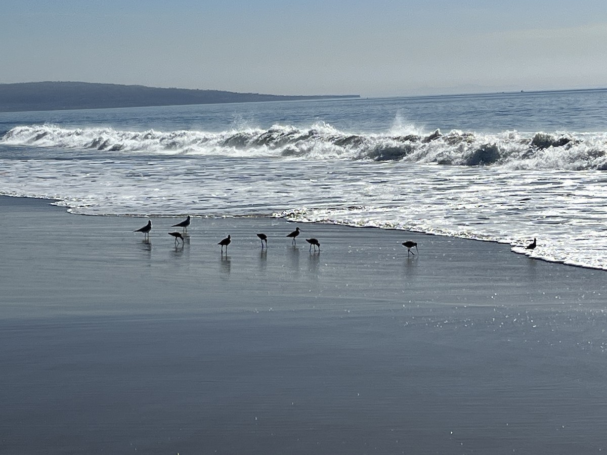 Marbled Godwit - ML627374544