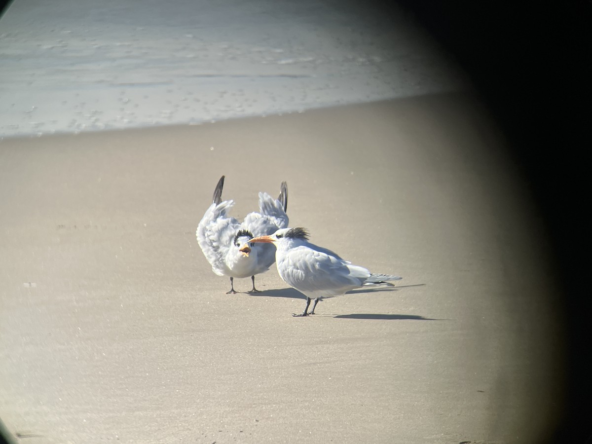 Royal Tern - ML627374545