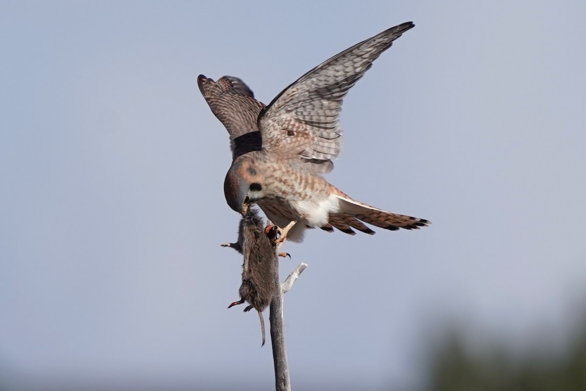 American Kestrel - ML627374612