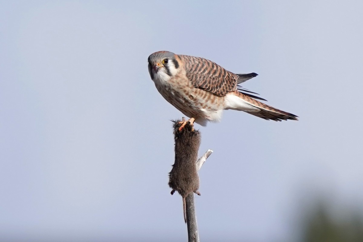 American Kestrel - ML627374613