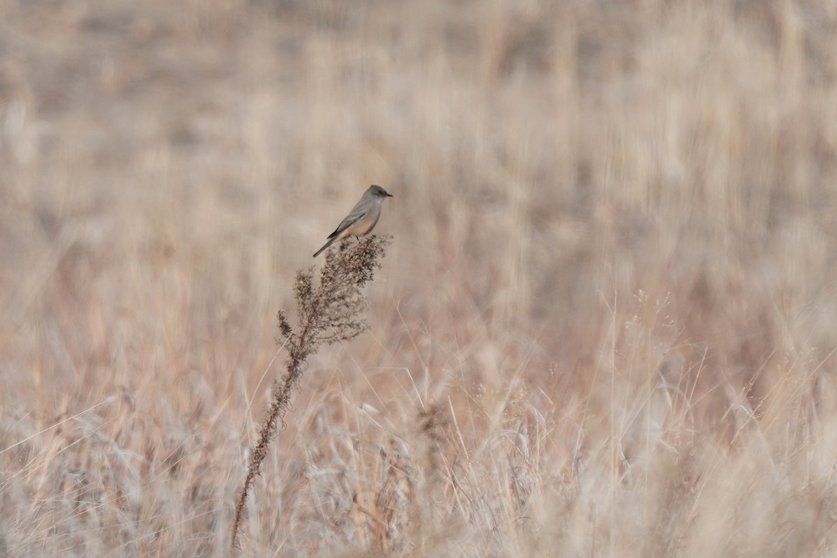 Say's Phoebe - ML627374615