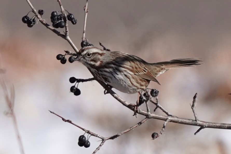 Song Sparrow - ML627374619