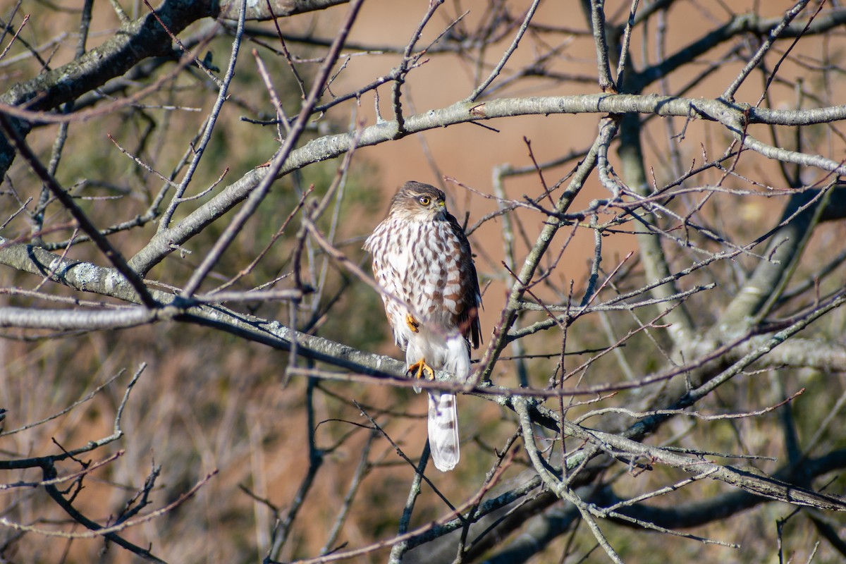 Sharp-shinned Hawk (Northern) - ML627374621