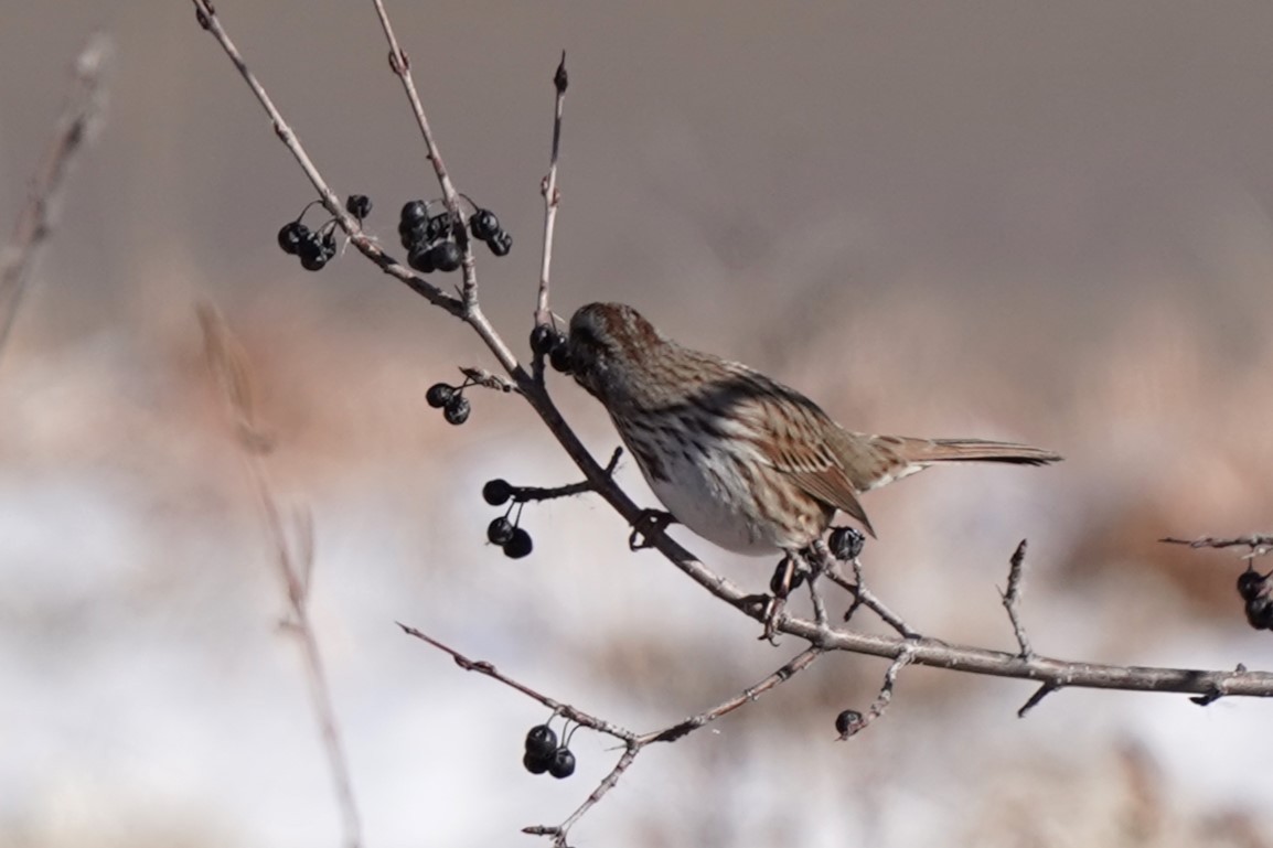 Song Sparrow - ML627374622