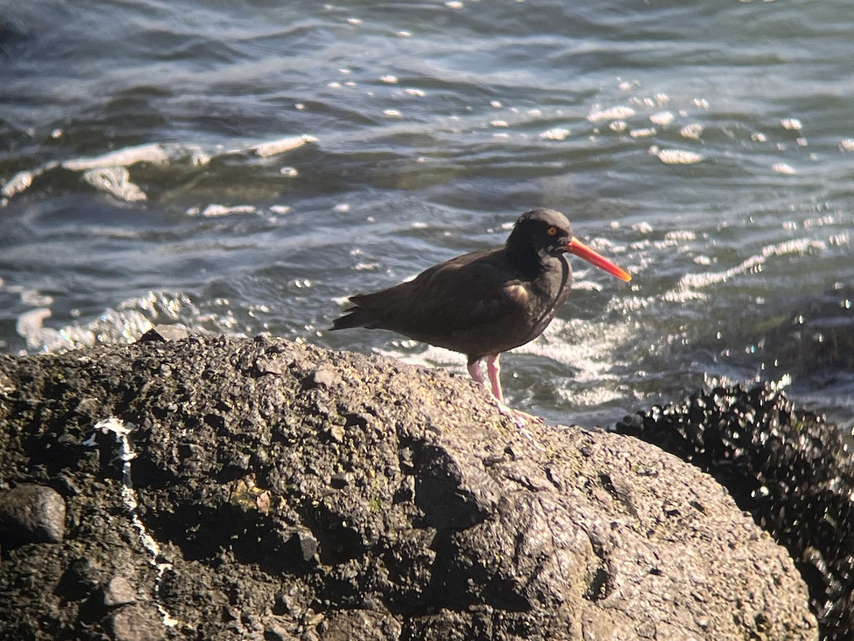 Black Oystercatcher - ML627374630