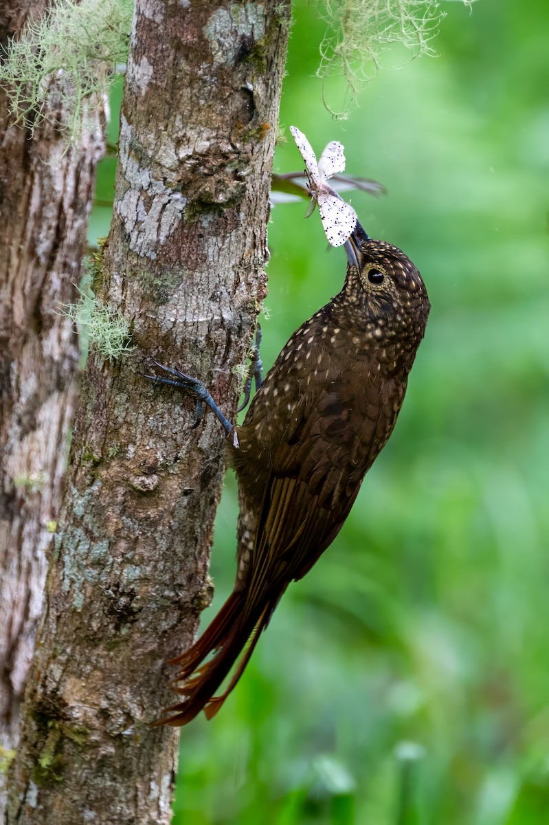 Yeşil Sırtlı Tırmaşık - ML627374729