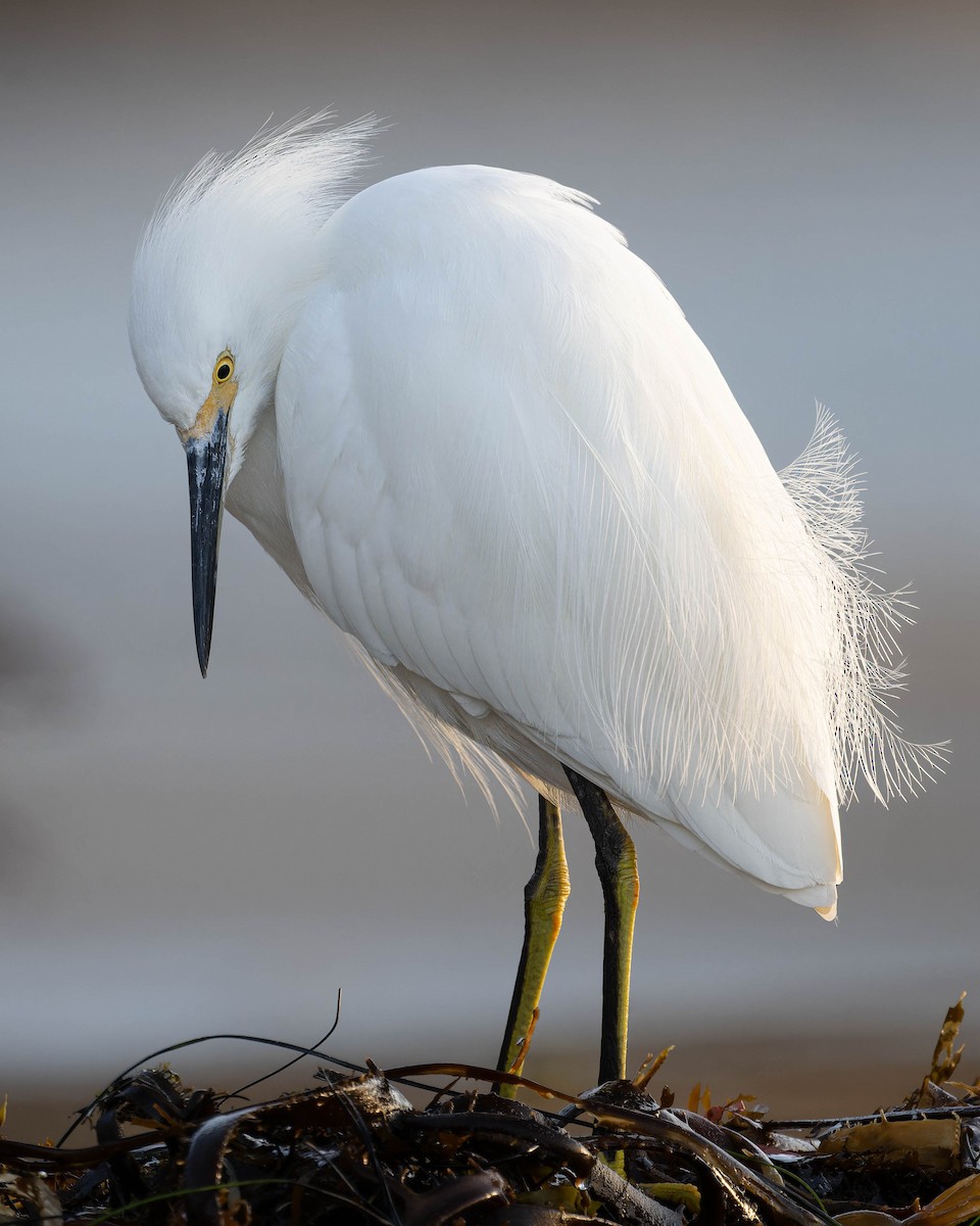 Snowy Egret - ML627374736