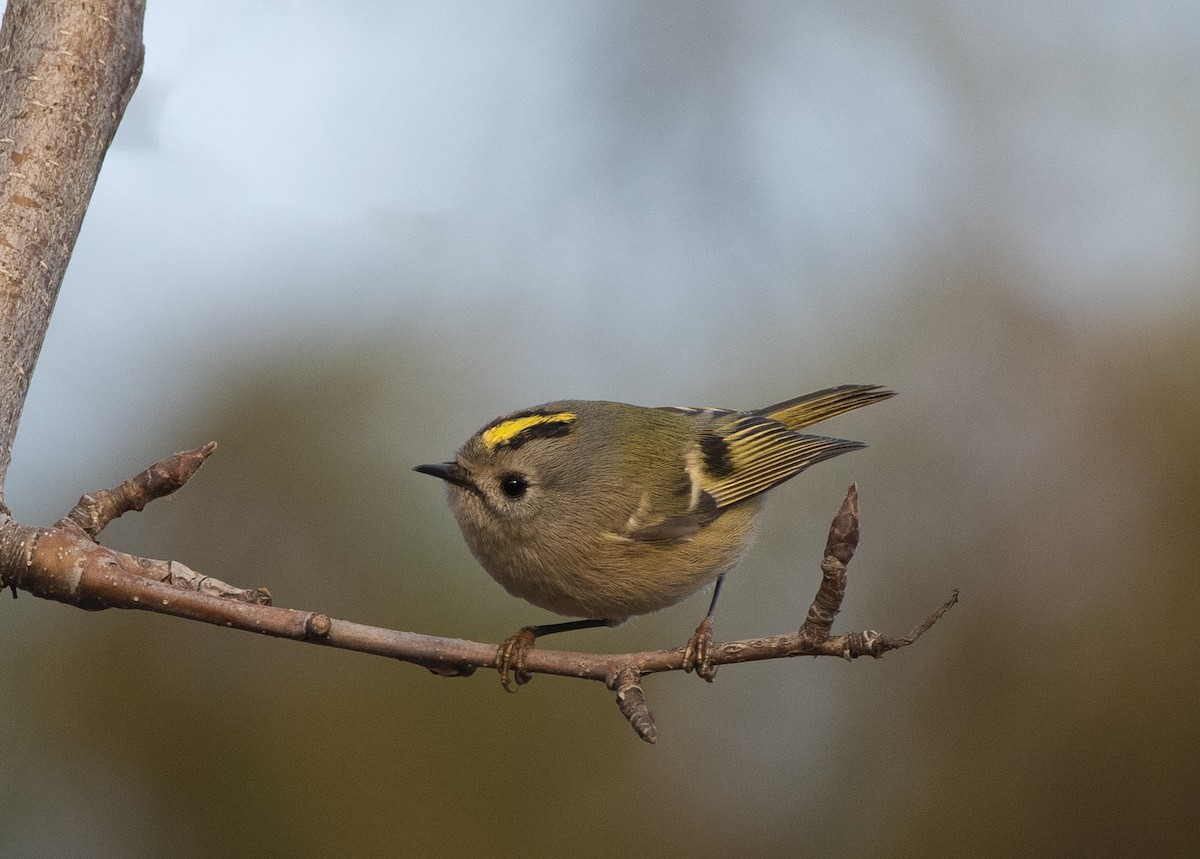 Goldcrest - ML627374779