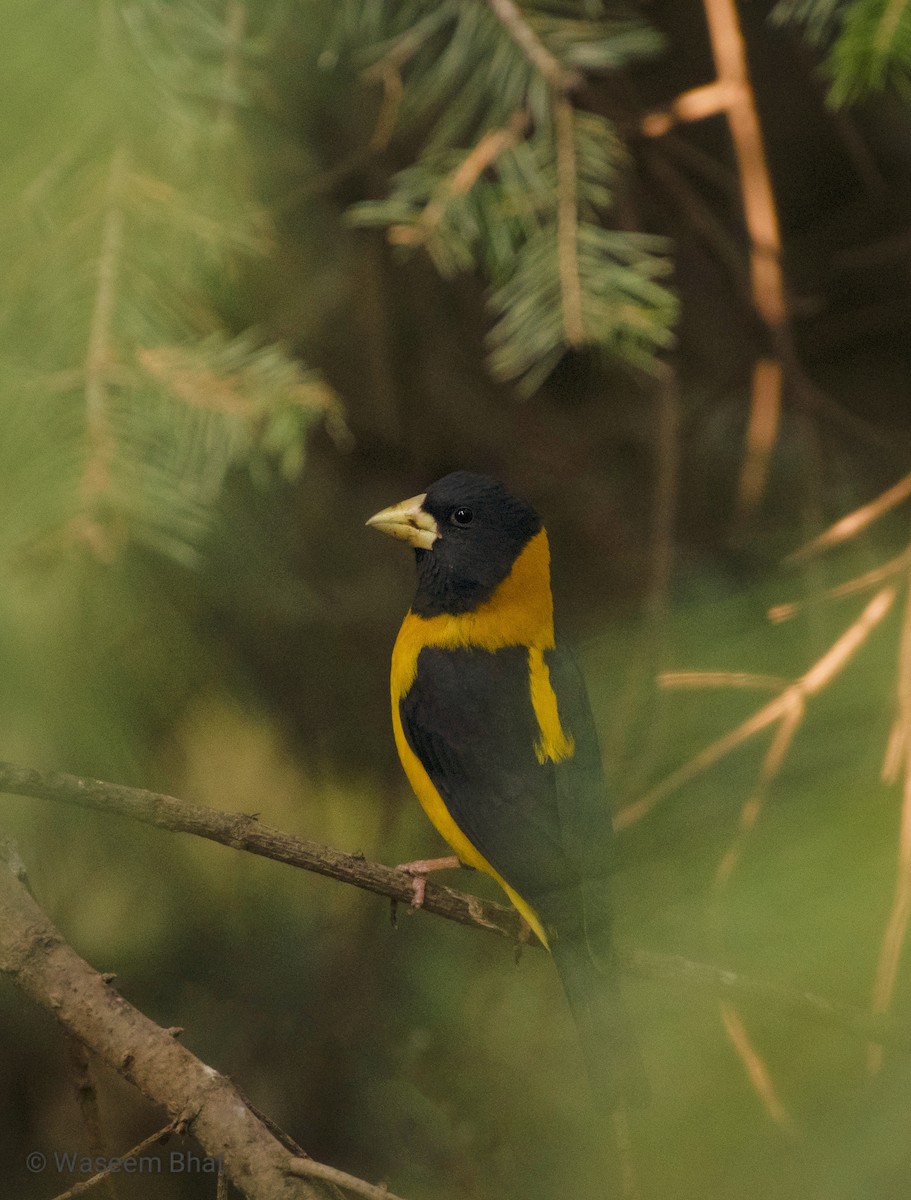 Black-and-yellow Grosbeak - ML627374784