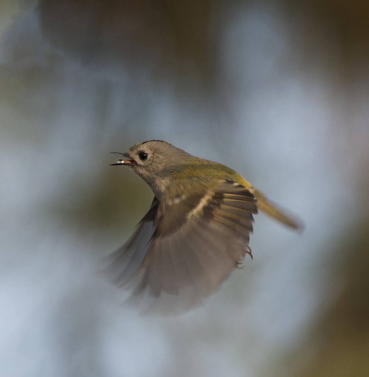 Goldcrest - ML627374843