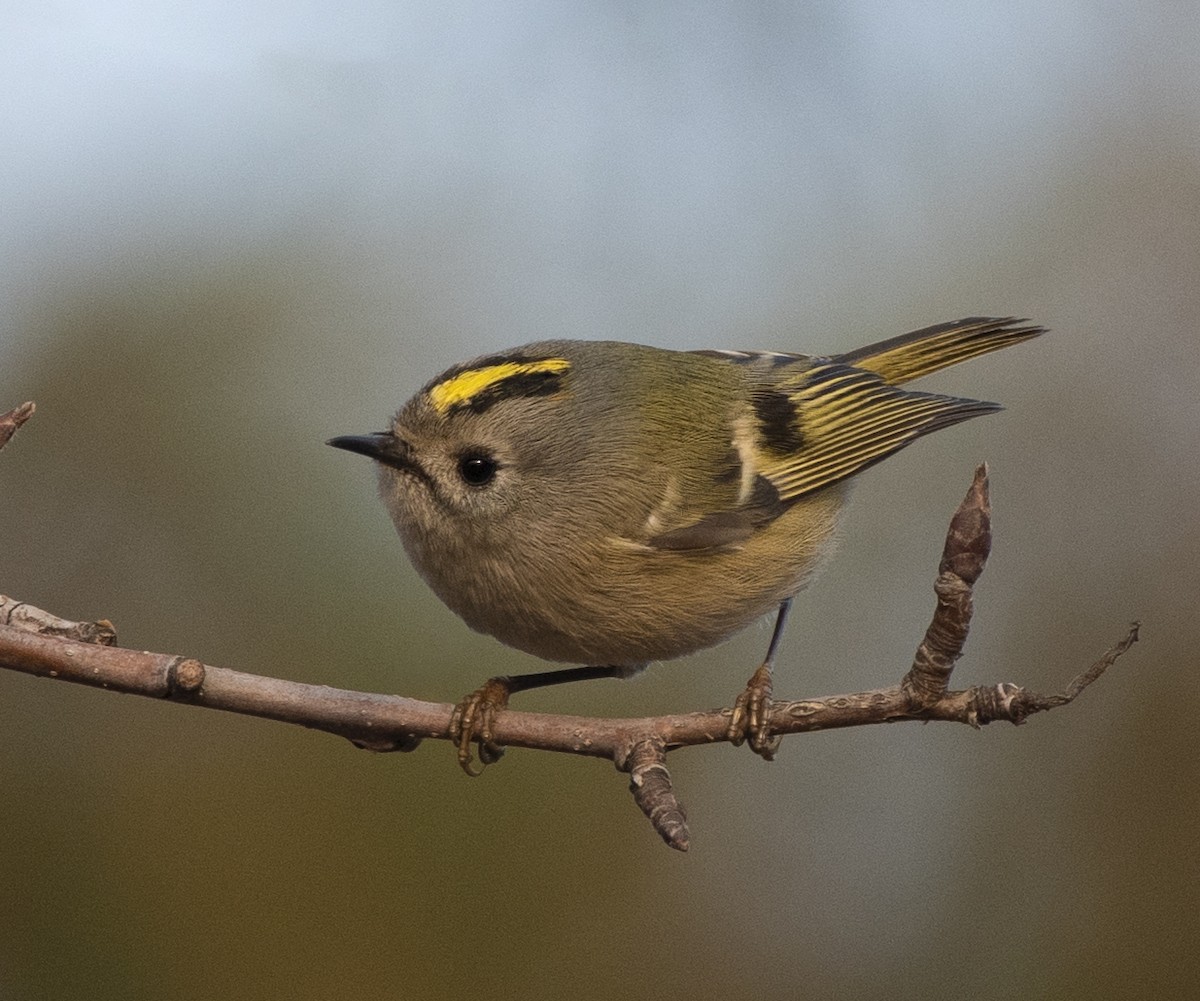 Goldcrest - ML627374844