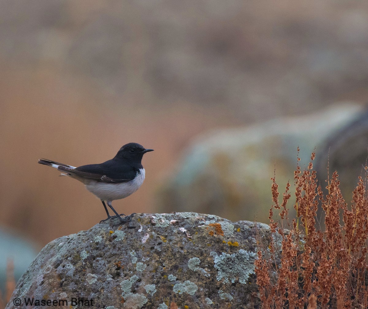 Variable Wheatear - ML627374876