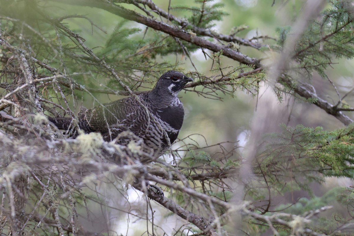 Spruce Grouse - Jack Kew