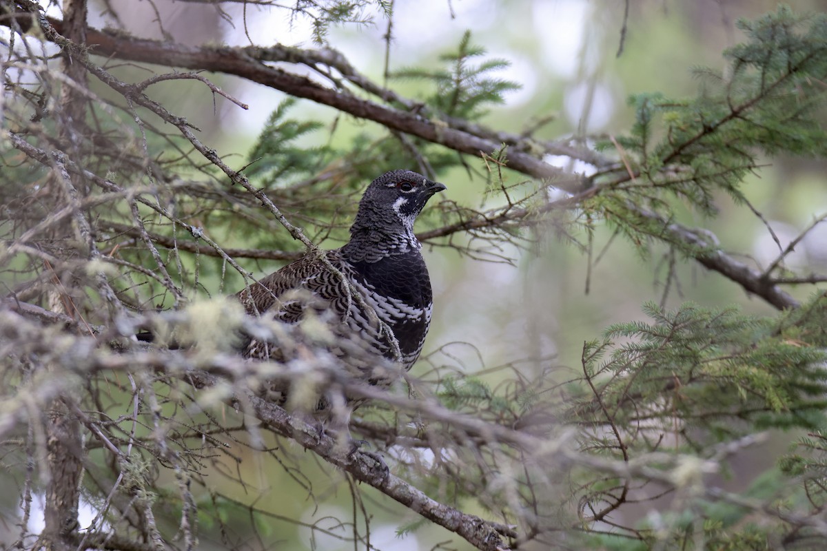 Spruce Grouse - Jack Kew