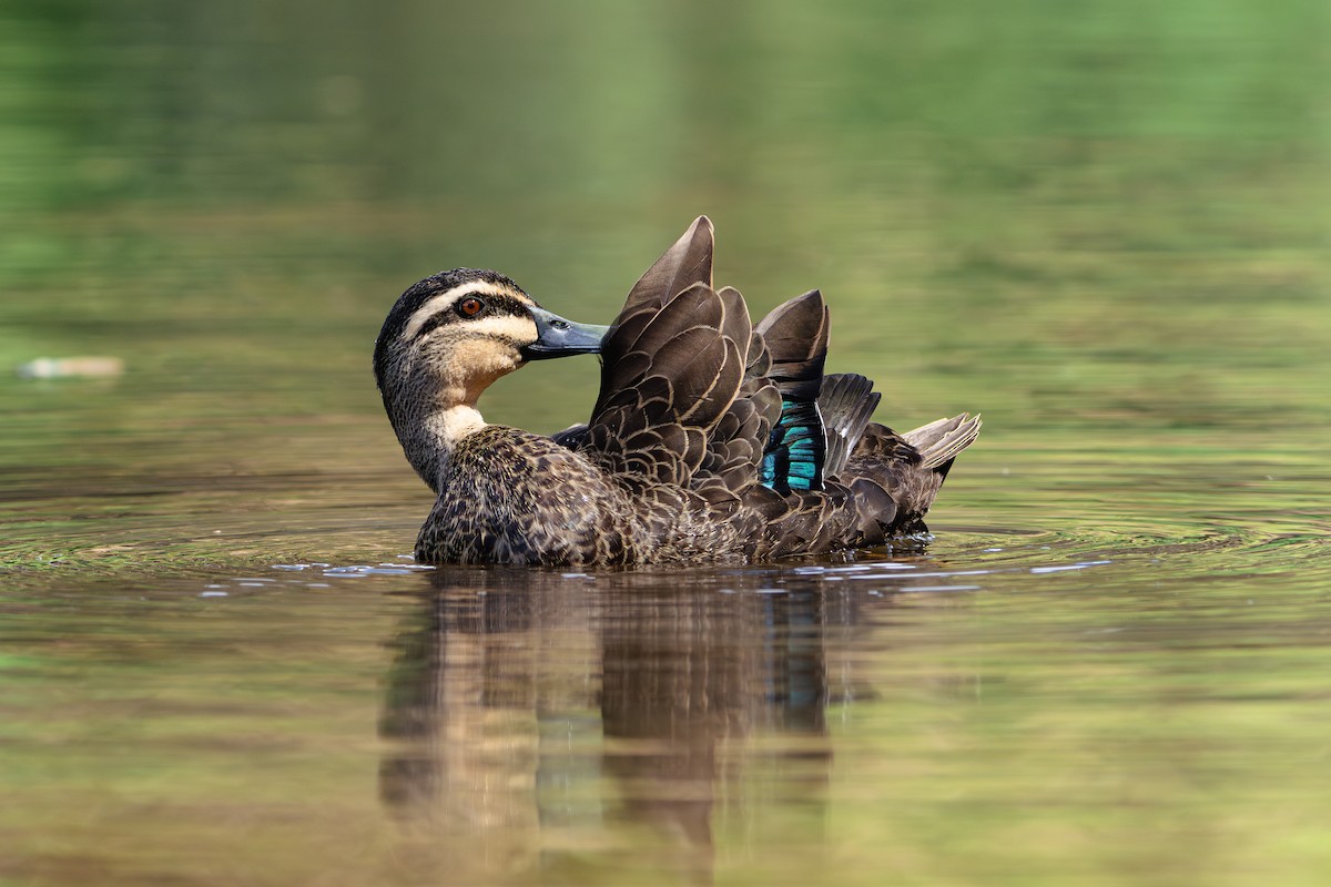 Pacific Black Duck - ML627374970