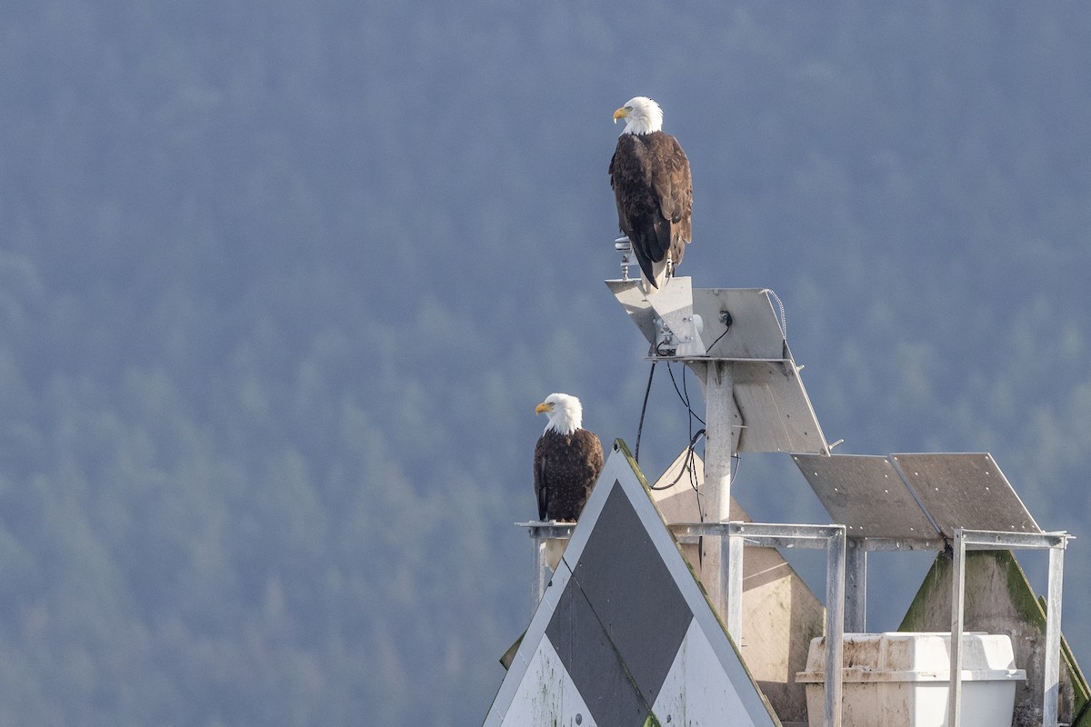 Bald Eagle - ML627375493