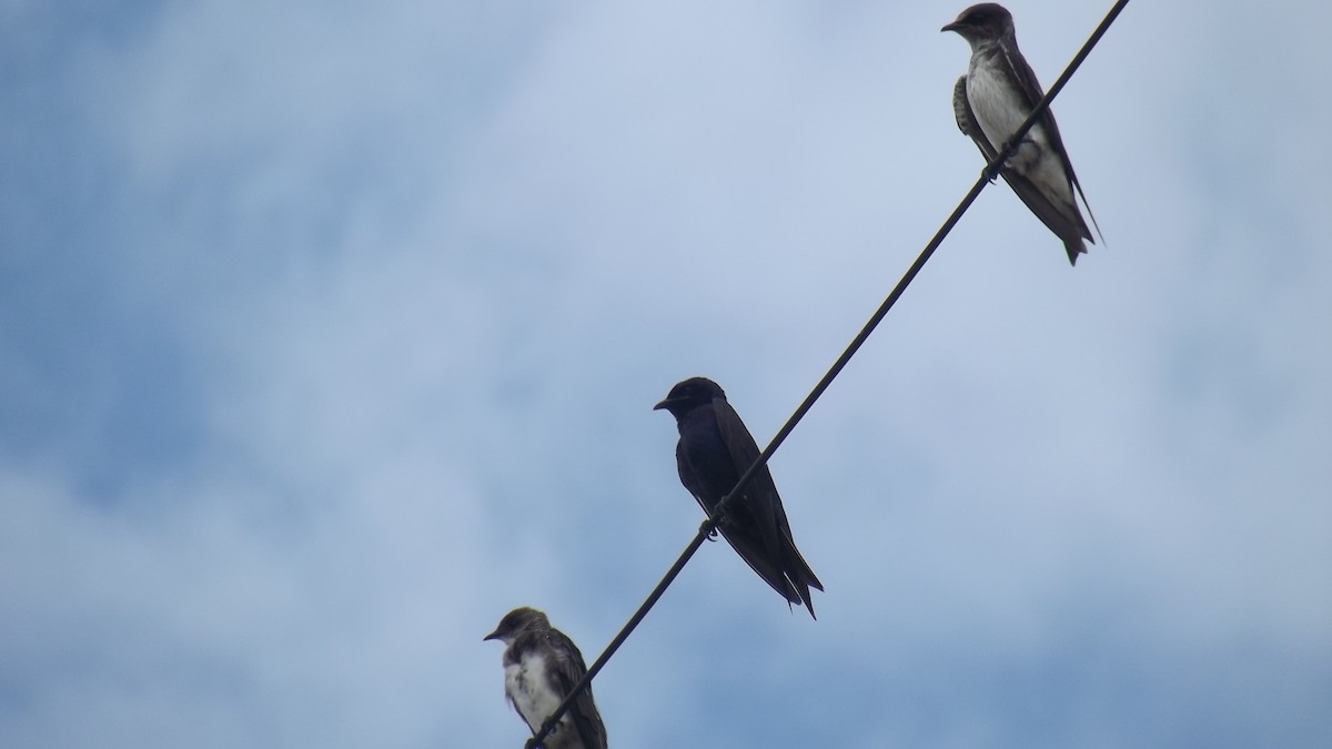 Purple Martin - ML627375569