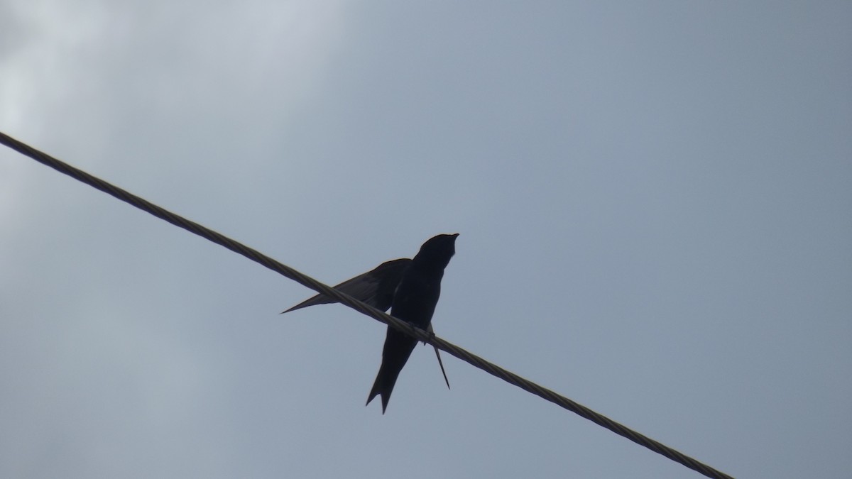 Purple Martin - ML627375570