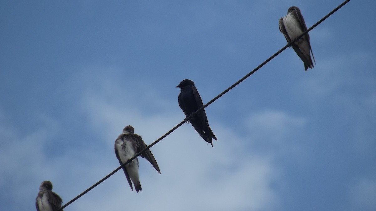 Purple Martin - ML627375571