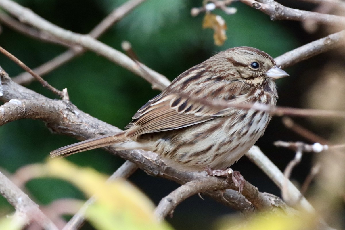 Song Sparrow - ML627375577