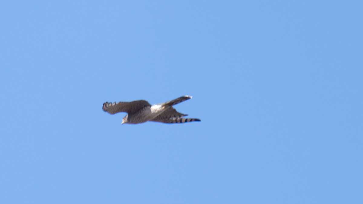 Cooper's Hawk - ML627375579