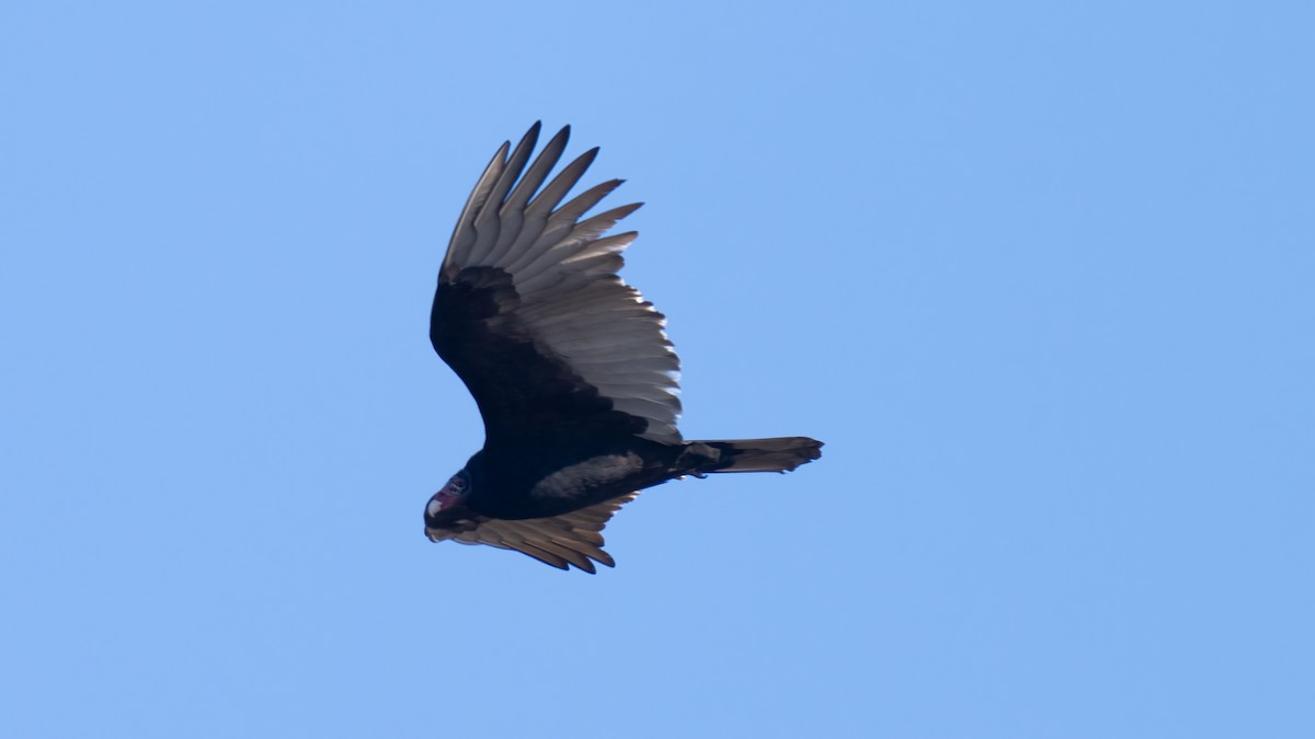 Turkey Vulture - ML627375580