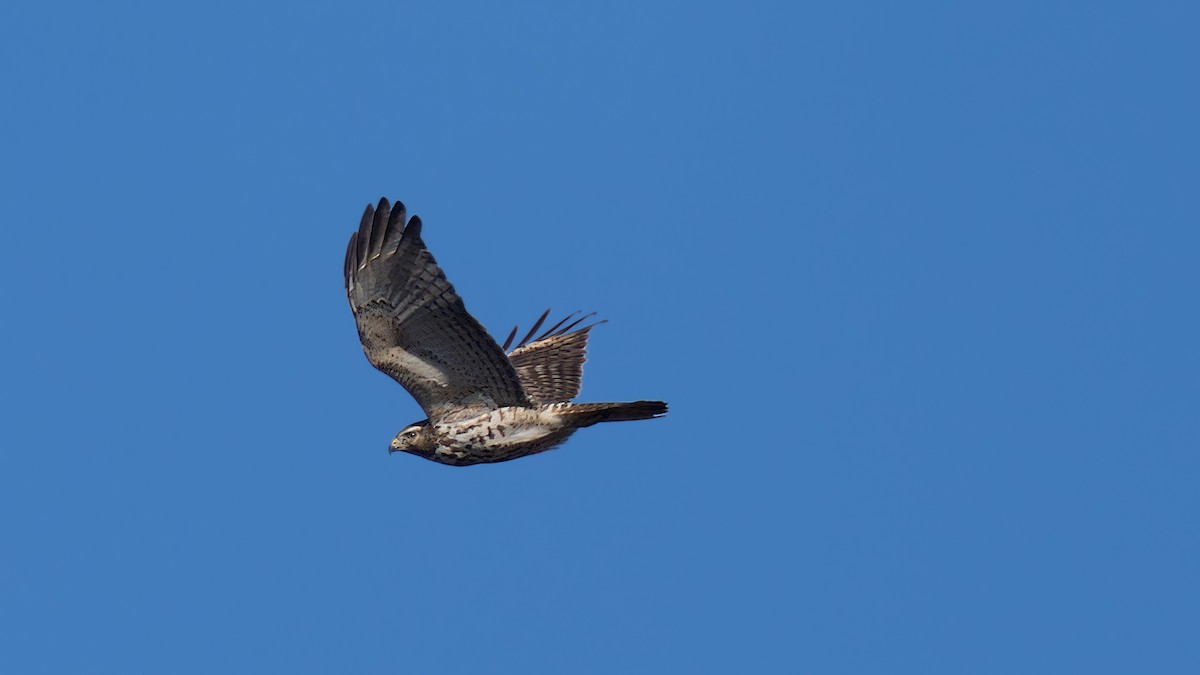 Red-shouldered Hawk - ML627375585