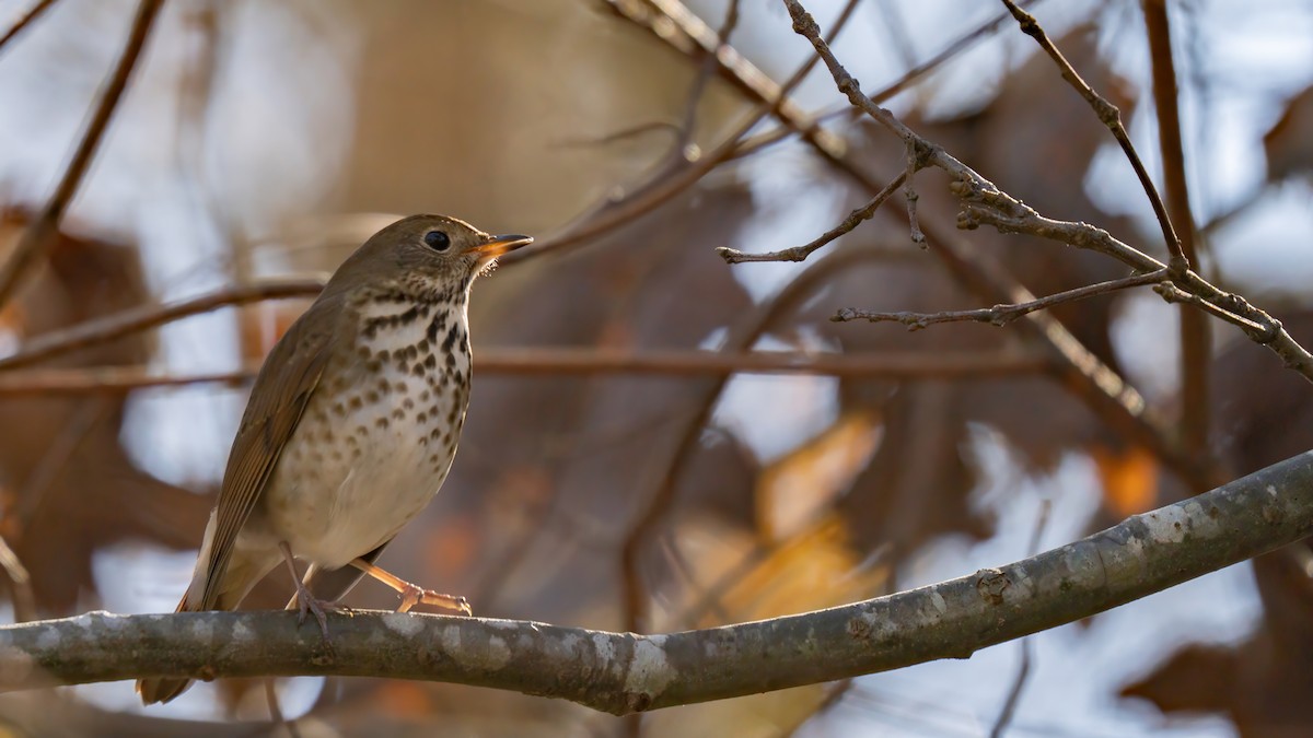 Hermit Thrush - ML627375590