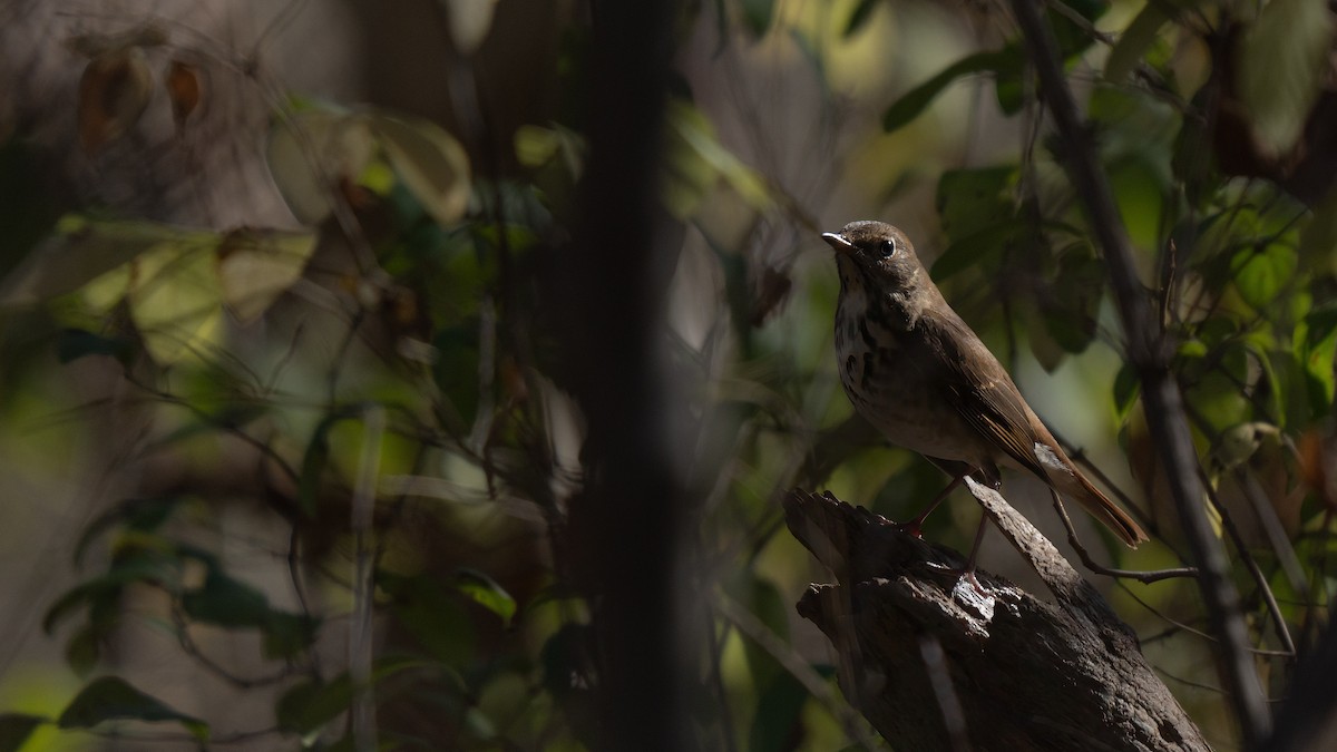 Hermit Thrush - ML627375591