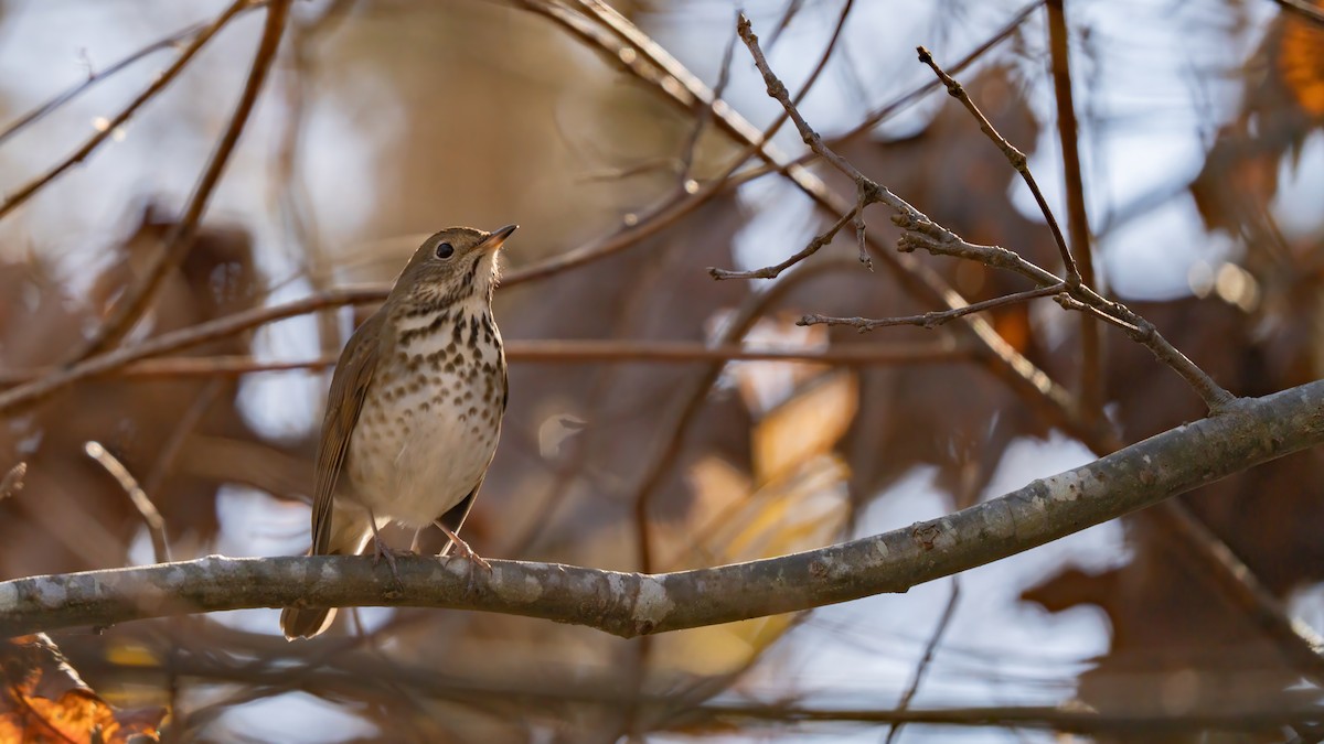 Hermit Thrush - ML627375592