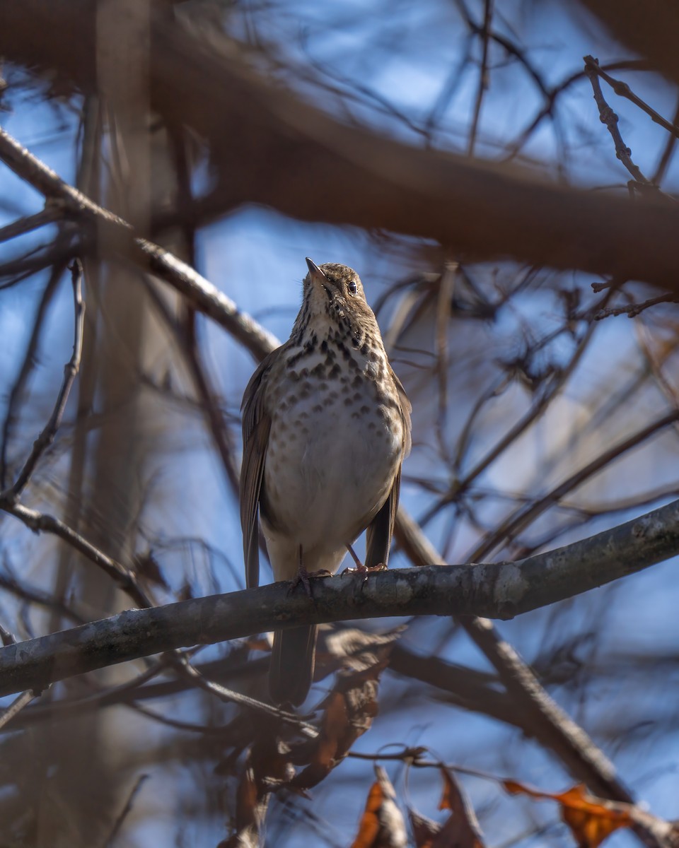 Hermit Thrush - ML627375593