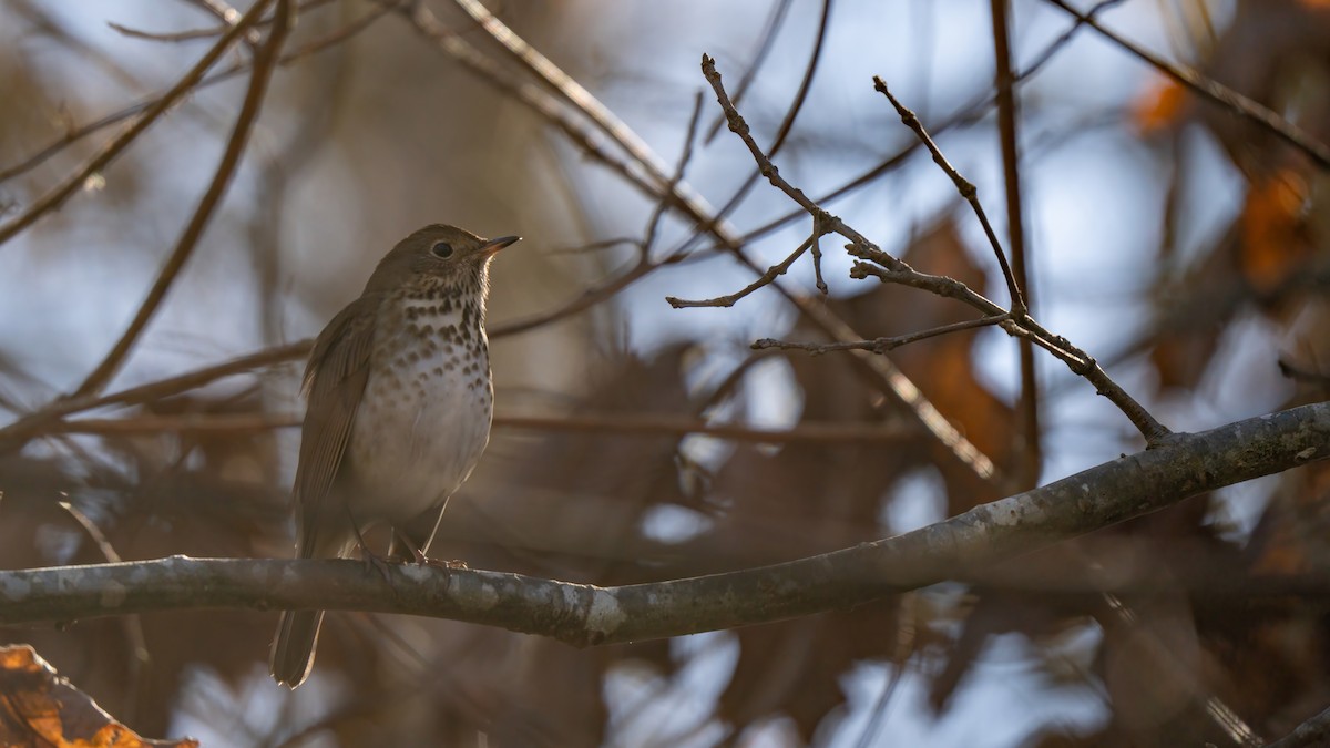 Hermit Thrush - ML627375594