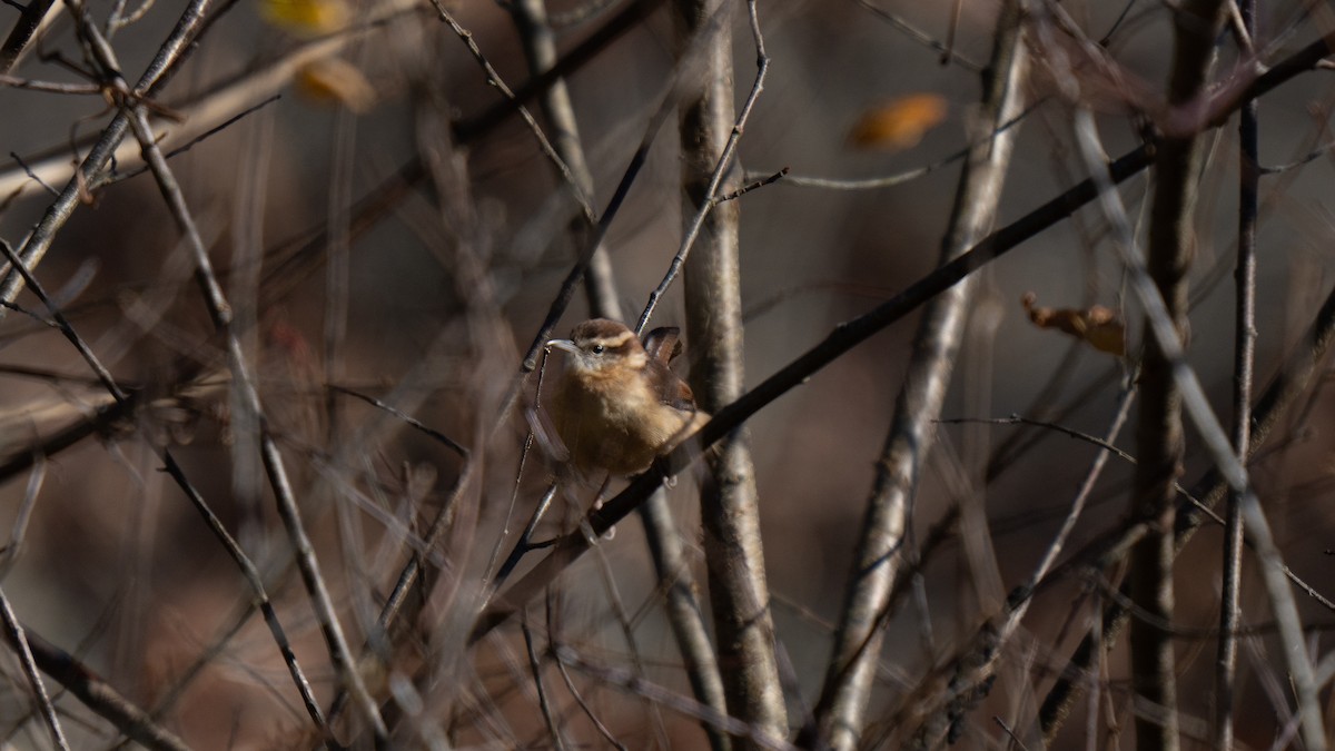 Carolina Wren - ML627375605